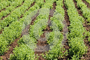 Rows of lentil plants