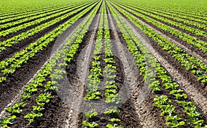 Rows of Lettuce