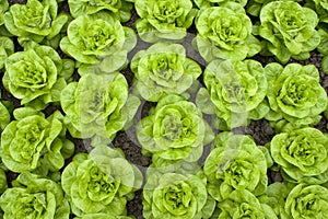 Rows of lettuce photo