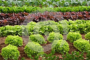 Rows of lettuce on a field