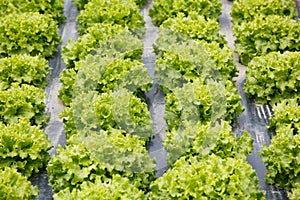Rows of lettuce with plastic mulch as protection