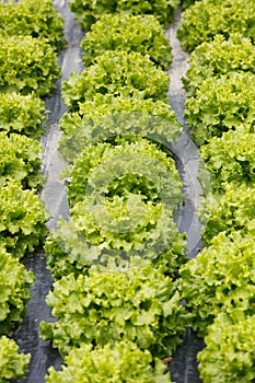 Rows of lettuce with plastic mulch as protection