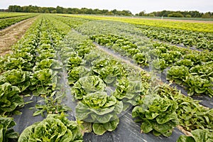 Rows of lettuce with plastic mulch as protection