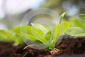 Rows of lettuce and vegetables seedlings in garden farm