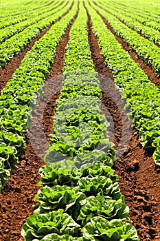 Rows of Lettuces