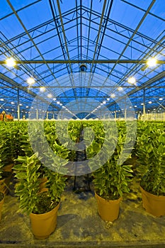 Rows of lilies in a glasshouse