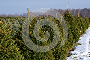 Rows of living Christmas trees