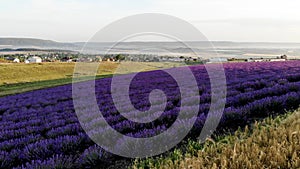 Rows of luxurious scented lavender flowers on the slope. Morning haze on the horizon covers the sky, fields and hills.