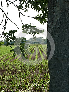 Rows of maize corn behind a tree