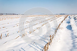 Rows of maize stubbles in snow