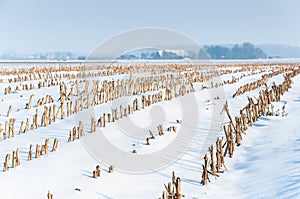 Rows of maize stubbles in snow