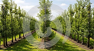 Rows of Apple Trees in a Sunny Orchard