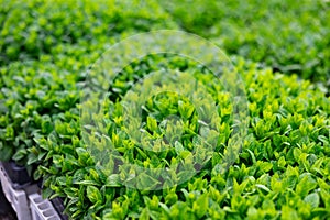 Rows of menta seedling. Lots of ment bushes in plastic pots