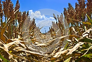 Rows of Milo (Sorghum)