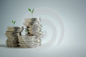 Rows of Money coins and plants growing on top, Concept for Business Finance background. Savings and Accounts