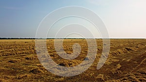 Rows of mowed dry yellow cut straw from wheat lies on field on sunny day.