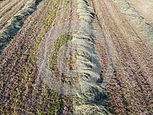 Rows of mowed grass, aerial view. Haymaking. Farmland landscape