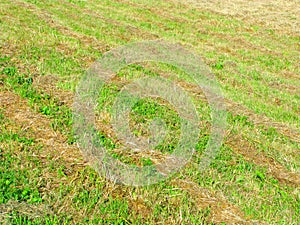 Rows of mown grass, haymaking time