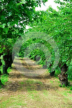 Rows of mulberry trees, with many years, near Vicenza in Veneto (Italy)