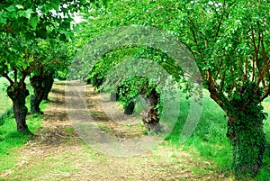 Rows of mulberry trees with wheat fields near Vicenza in Veneto (Italy)