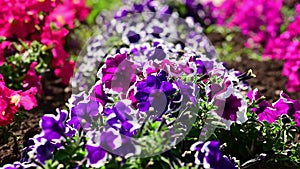 Rows of multi-colored flowers. Nature.