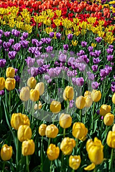 Rows of Multicolored Tulips