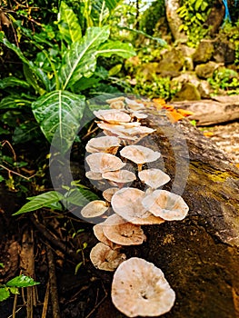 Rows of mushrooms on a dead tree