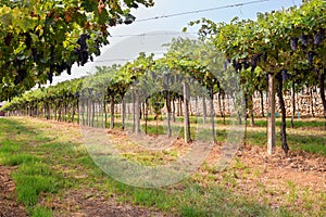 Rows of neat leafy green grapevines in a winery vineyard