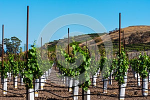 Rows of new vines grow in vineyard