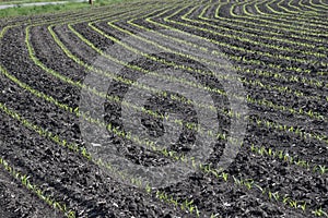 Rows of newly  emerging corn crop on a farm in the Midwest USA