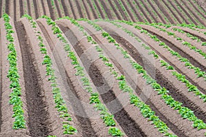 Rows of newly emerging potatoes