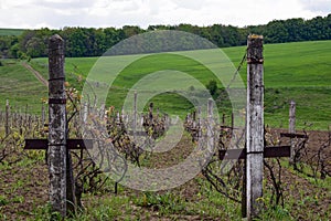 Rows of old vineyard with concrete columns in early spring. Country road, green hilly meadow and forest in the distance. Blue sky