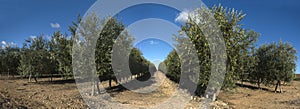 Rows of olive trees, panoramic