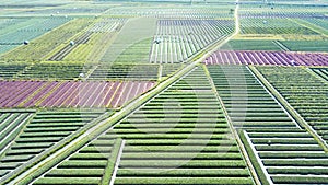 Rows of onion farmland and water irrigation