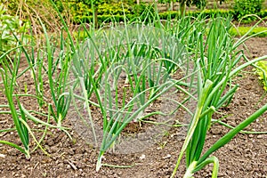 Rows of onion plants