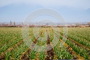 Rows of onion plants in a farm in Tupuntago, Mendoza, Argentina