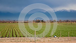 Rows of onion plants in a farm in Tupuntago, Mendoza, Argentina