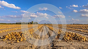 Rows of onions