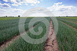 Rows of Onions, Onion Field, Onions plantations, Agricultural landscape