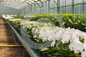 rows of orchids in a commercial greenhouse