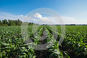 Rows of Organic Corn