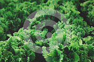 Rows of organic healthy green lettuce plants