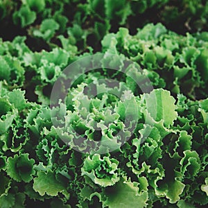 Rows of organic healthy green lettuce plants
