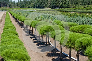 Rows of ornamental pine shrubs