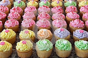 Rows of Pastel-Colored Cupcakes