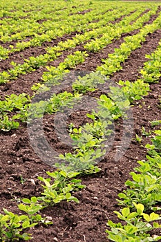 Rows of peanut plants