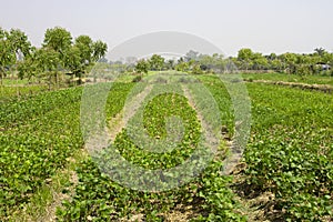 Rows of peanut plants
