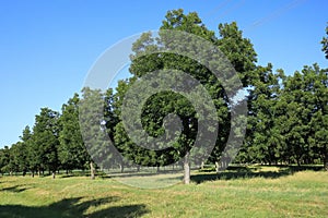 Rows of Pecan Trees