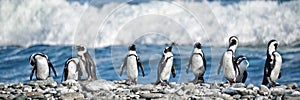 Rows of penguins on a pebble beach South Africa