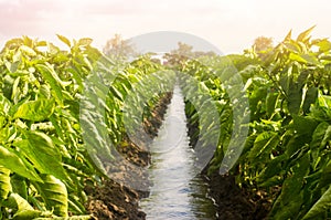 Rows pepper plantation divided by irrigation water channel. traditional method of watering the fields. Cultivation, care